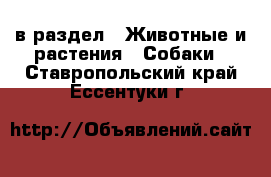  в раздел : Животные и растения » Собаки . Ставропольский край,Ессентуки г.